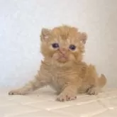 セルカークレックス