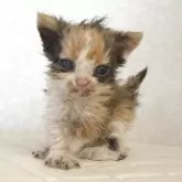 セルカークレックス