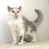 セルカークレックス