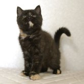 ブリティッシュショートヘア
