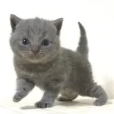 ブリティッシュショートヘア