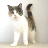 ブリティッシュショートヘア