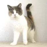 ブリティッシュショートヘア