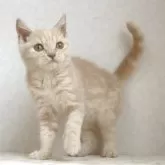 ブリティッシュショートヘア