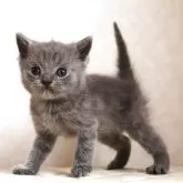 ブリティッシュショートヘア