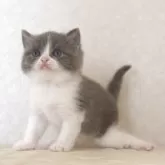 ブリティッシュショートヘア