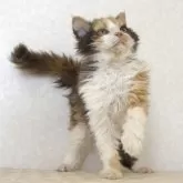 セルカークレックス