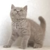 ブリティッシュショートヘア