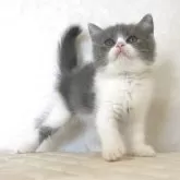 ブリティッシュショートヘア