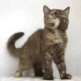 ブリティッシュショートヘア