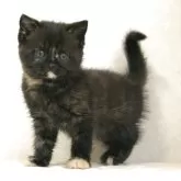 ブリティッシュショートヘア