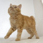 セルカークレックス