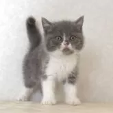 ブリティッシュショートヘア