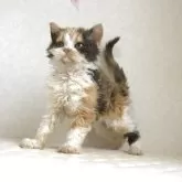 セルカークレックス