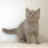 ブリティッシュショートヘア