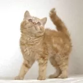 セルカークレックス