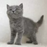 ブリティッシュショートヘア