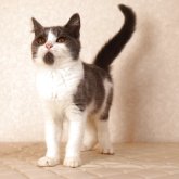 ブリティッシュショートヘア