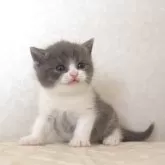 ブリティッシュショートヘア