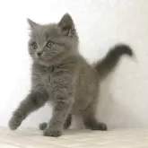 ブリティッシュショートヘア