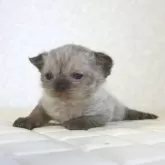 セルカークレックス