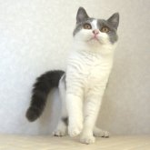ブリティッシュショートヘア