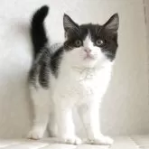ブリティッシュショートヘア