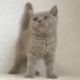ブリティッシュショートヘア