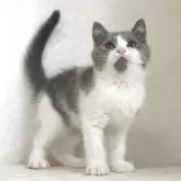 ブリティッシュショートヘア