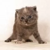 ブリティッシュショートヘア