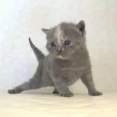 ブリティッシュショートヘア