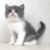 ブリティッシュショートヘア