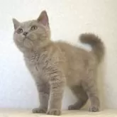 ブリティッシュショートヘア