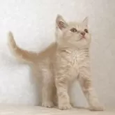 ブリティッシュショートヘア