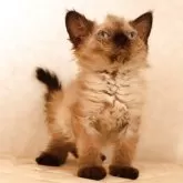 セルカークレックス