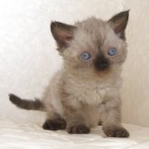 セルカークレックス