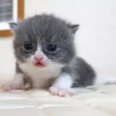 ブリティッシュショートヘア