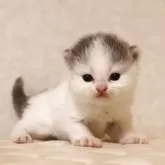 ブリティッシュロングヘア