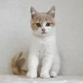 ブリティッシュショートヘア【静岡県・男の子・2025年1月21日・クリーム&ホワイト】の写真1