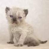 セルカークレックス