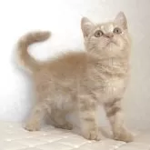 ブリティッシュショートヘア