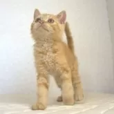 セルカークレックス