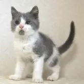ブリティッシュショートヘア