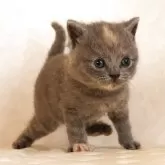 ブリティッシュショートヘア