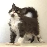 セルカークレックス