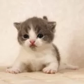 ブリティッシュショートヘア