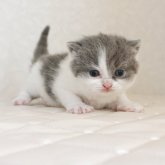 ブリティッシュショートヘア