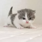 ブリティッシュショートヘア