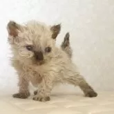 セルカークレックス
