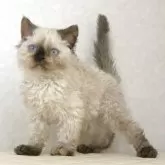 セルカークレックス